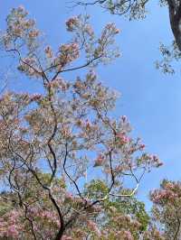 🌿達爾文一日遊｜Litchfield 國家公園爆改大自然濾鏡！瀑布戲水＋巨型白蟻巢穴超震撼🌊🪲