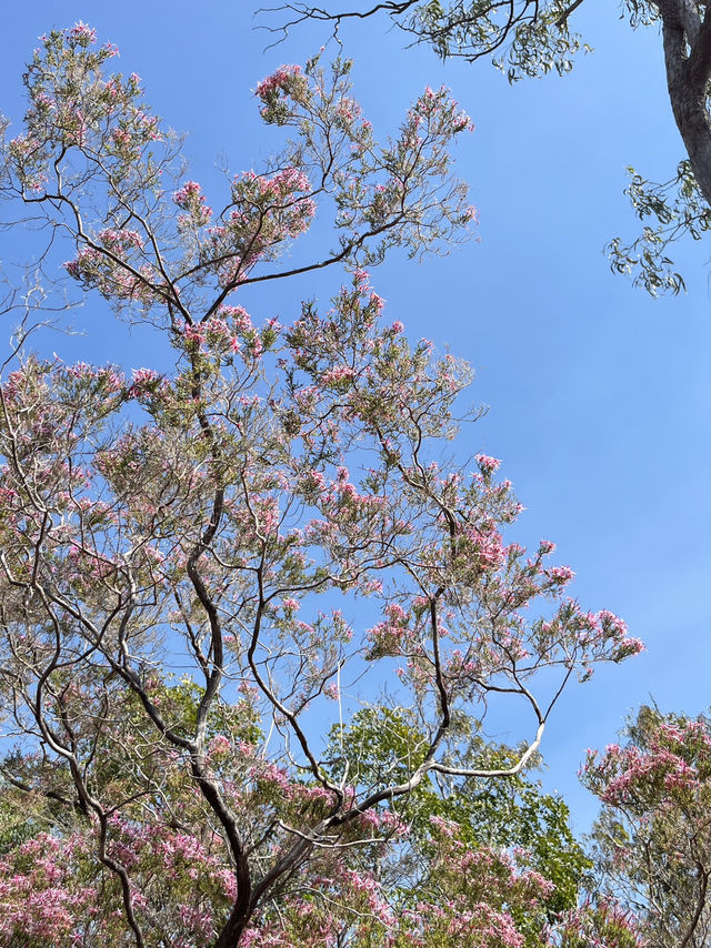 🌿達爾文一日遊｜Litchfield 國家公園爆改大自然濾鏡！瀑布戲水＋巨型白蟻巢穴超震撼🌊🪲