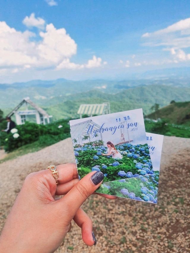 Hydrangea san (ไฮเดรนเยียซัง) ดอยแม่มอญ เชียงราย