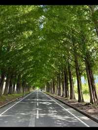 【四季で表情を変える絶景並木道🌲】メタセコイア並木で風を感じる旅✨