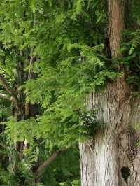 【四季で表情を変える絶景並木道🌲】メタセコイア並木で風を感じる旅✨