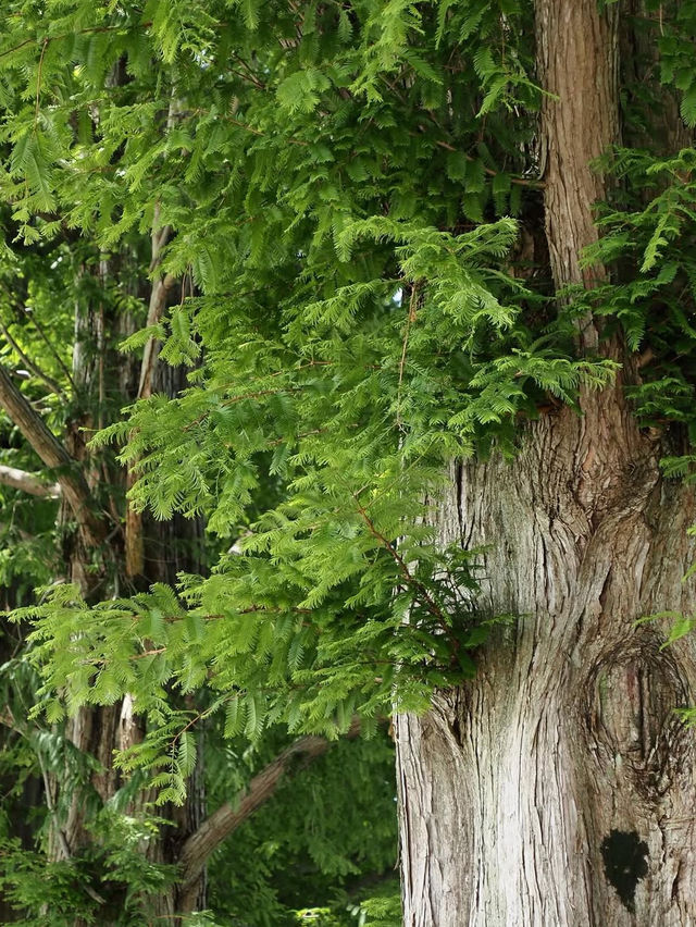 【四季で表情を変える絶景並木道🌲】メタセコイア並木で風を感じる旅✨