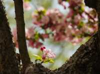 青島中山公園櫻花季