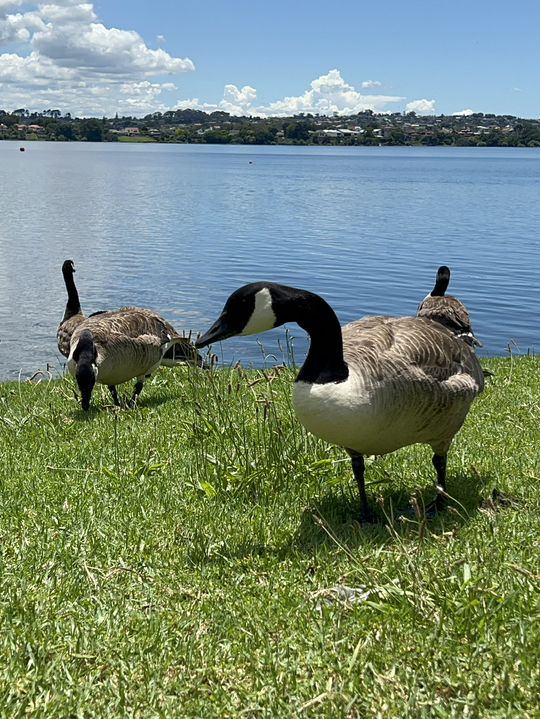 紐西蘭旅遊景點—💙 Lake Pupuke｜奧克蘭北岸的心形火山湖，城市裡的靜謐秘境 