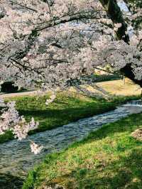 🌸 Kannonji River – อุโมงค์ซากุระริมแม่น้ำ
