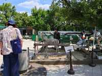 和歌山景點｜和歌山城腳下的親子動物園—和歌山城公園動物