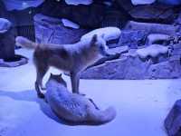 Shanghai Haichang Ocean Park สวนสัตว์น้ำเซี่ยงไฮ้