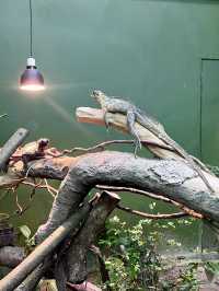 “Explore the Fascinating World of Reptiles at Rimba Reptilia”
