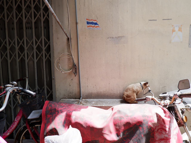 พาเดินเล่นถ่ายรูป •ตลาดน้อย•