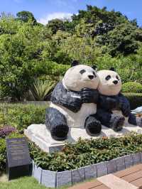 可愛的小熊貓落在澳門🐼🐼