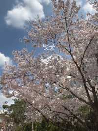 🌸春だけの絶景！桜とカフェで楽しむソウル旅🌸 