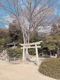 岡山後樂園🇯🇵！日本三大庭園之一！📸 靚爆！