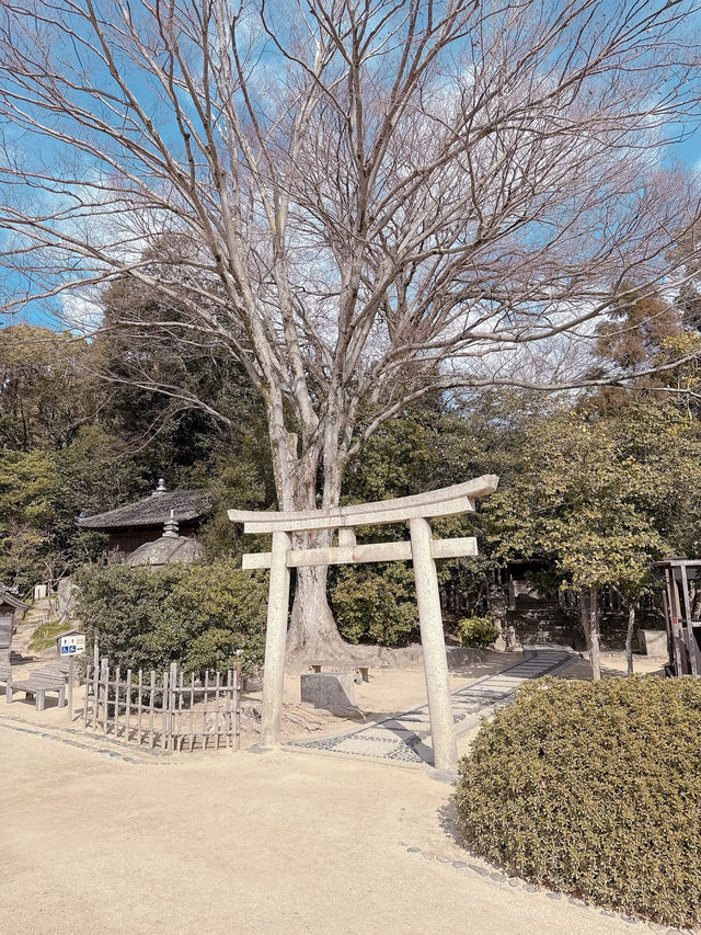 岡山後樂園🇯🇵！日本三大庭園之一！📸 靚爆！