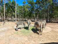 Vinpearl Safari Fun