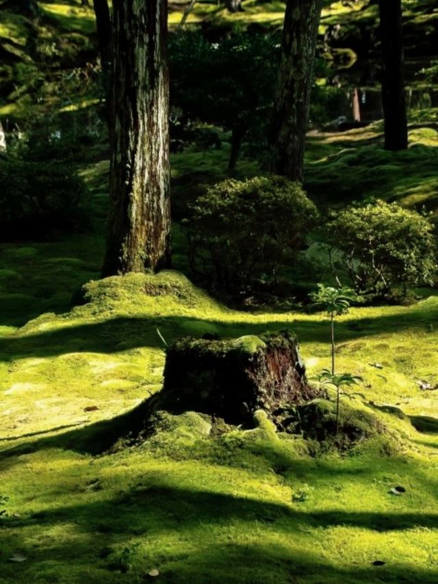 京都必去景點（四）🌿西芳寺の絕美苔蘚王國🌿