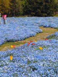 Springtime Blue Waves | Baby Blue Eyes in Full Bloom at Chenshan Botanical Garden 💙🌸