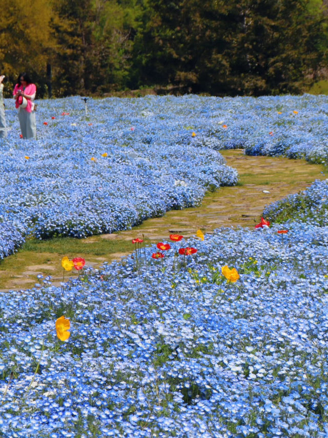 Springtime Blue Waves | Baby Blue Eyes in Full Bloom at Chenshan Botanical Garden 💙🌸