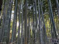 【京都旅行】紅葉見るならここ！！🍁
