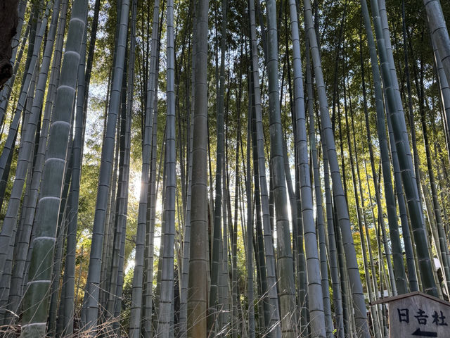 【京都旅行】紅葉見るならここ！！🍁