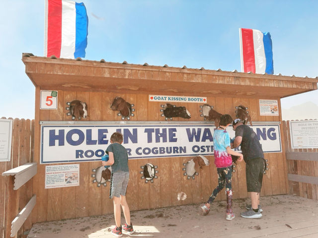 Rooster Cogburn Ostrich Ranch|圖森必玩餵食動物趣味攻略 Rooster Cogburn Ostrich Ranch|圖森必玩餵食動物趣味攻略