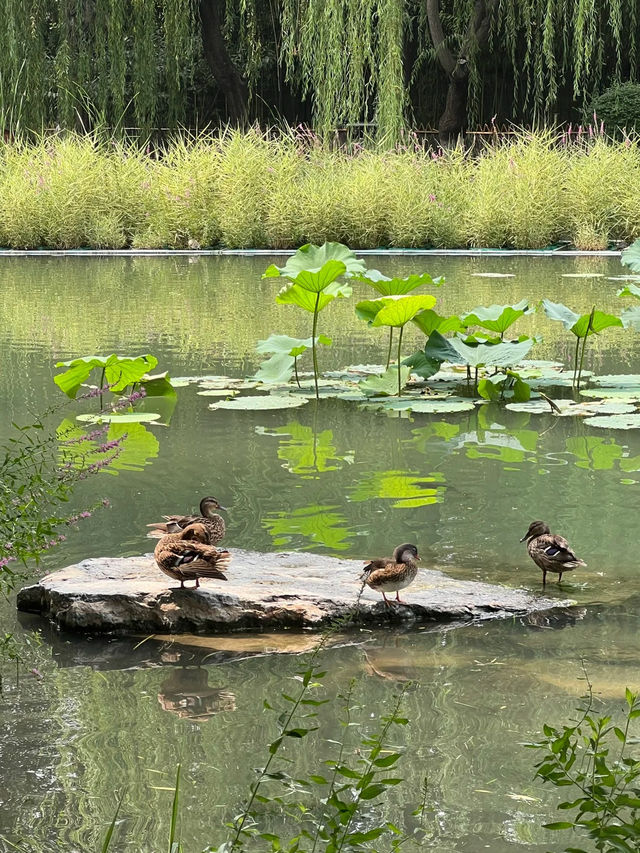 Beijing – Hidden Lotus Wonderland Just Outside the 2nd Ring Road 🌿🌸