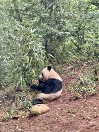 Panda Research Base Chengdu 🐼