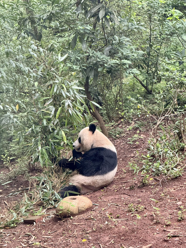 Panda Research Base Chengdu 🐼