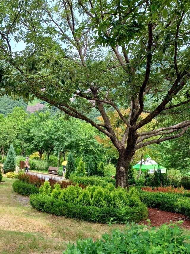 여름 산책의 청량한 기분