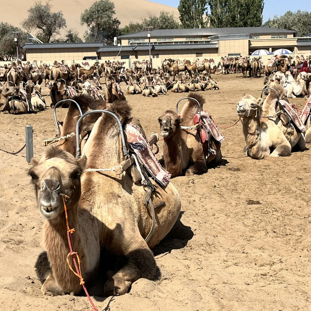 A Desert Park Like No Other 