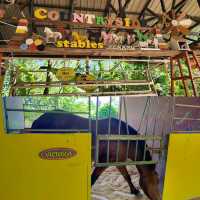 Hidden Country Stables in Penang
