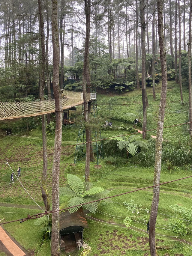 A Thrilling Sensation Crossing the Wood Bridge in Orchid Forest Cikole
