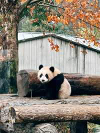 Khu bảo tồn gấu trúc ở Ngoạ Long