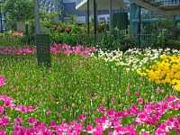 สวนดอกไม้เมืองหนาว นิทรรศน์พรรณพฤกษา จ.ระยอง