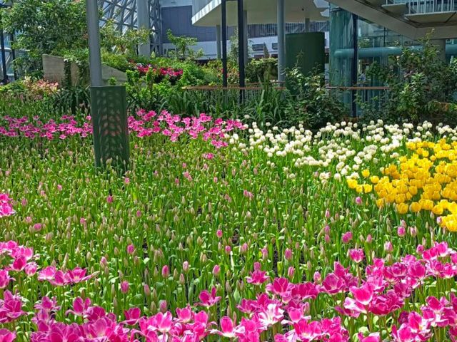 สวนดอกไม้เมืองหนาว นิทรรศน์พรรณพฤกษา จ.ระยอง