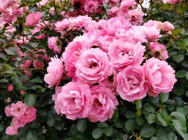 薔薇と紫陽花の季節に横浜女子旅