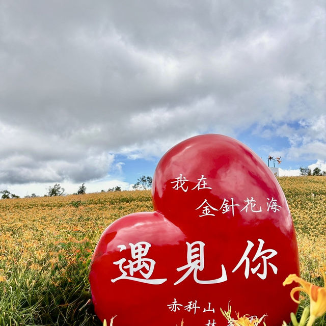 走訪赤科山耀眼的黃金地毯