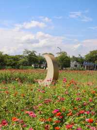 지금 경주엔 알록달록 가을꽃들이 가득 피었어요💐
