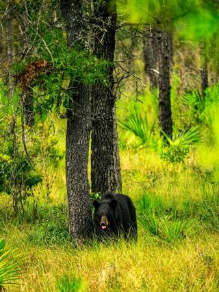 🌲 Ocala National Forest – Florida’s Natural Playground 💦