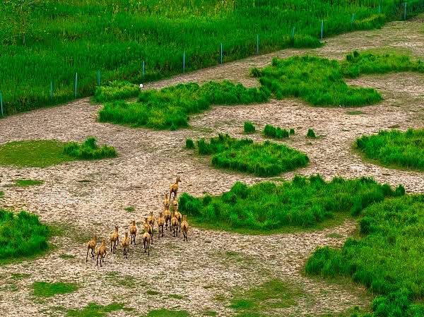 Wildlife Comeback🌿