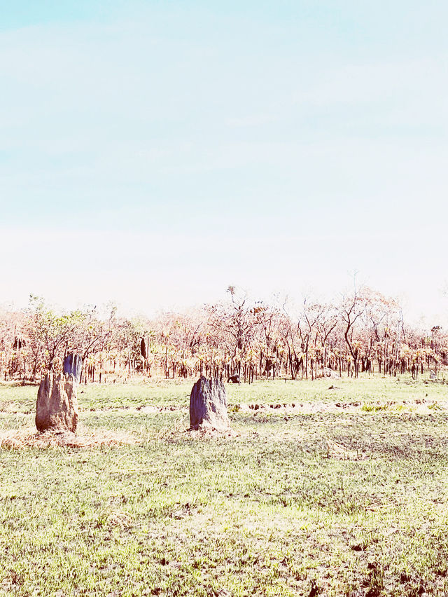 🏜️ Darwin Termite Mounds: Nature's Skyscrapers in the Australian Outback! 🌄