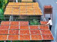 “Golden Harvest: Persimmon Season in Wutong Town”
