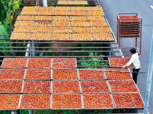 “Golden Harvest: Persimmon Season in Wutong Town”