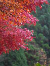 水車小屋の奥の紅葉のグラデーションが絶景