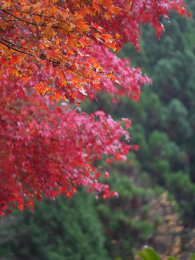水車小屋の奥の紅葉のグラデーションが絶景