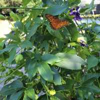 Brookgreen Gardens