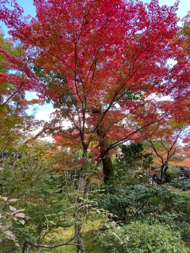 🍁✨โอซาก้า (Osaka)” ฤดูใบไม้เปลี่ยนสี