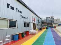 한적함이 매력적인 교동도 여행, 대룡시장 & 해바라기 마을 탐방기