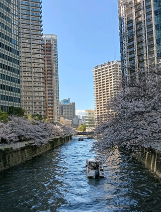 日本櫻花之旅