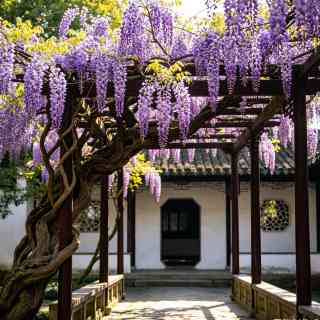 2026 Recommended Wisteria flower viewing in Site of King Zhongwang's  Residence (Updated June)| Trip Moments