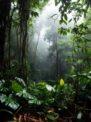 Daintree Rainforest